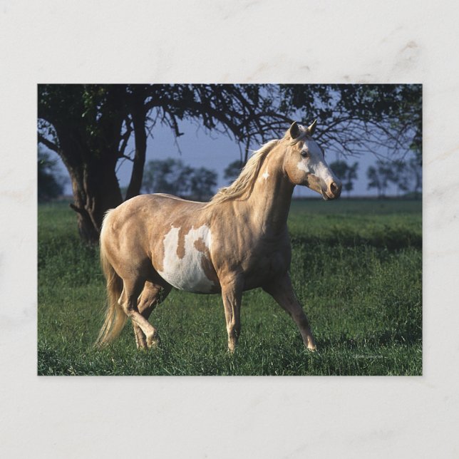 Carte Postale Cheval de peinture debout 2 (Devant)