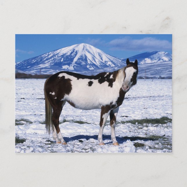 Carte Postale Cheval de peinture debout dans la neige (Devant)