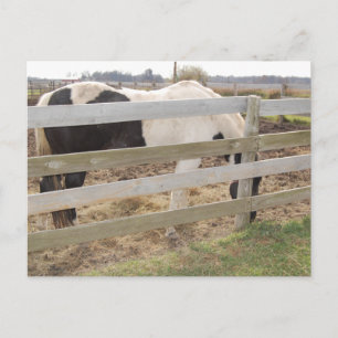 Carte Postale Cheval de peinture/Pinto