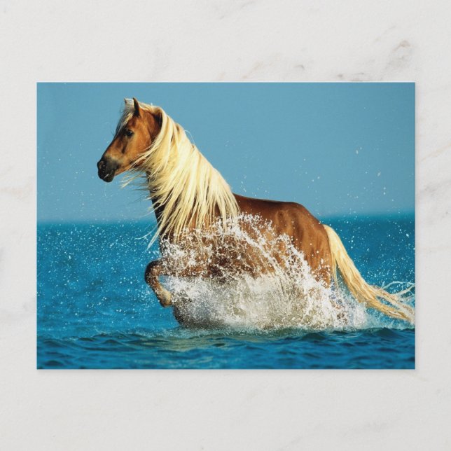 Carte Postale Cheval de pur-sang arabe (Devant)