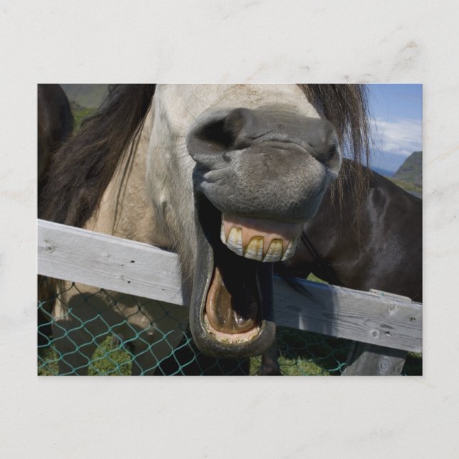 Carte Postale Cheval de rire (Devant)