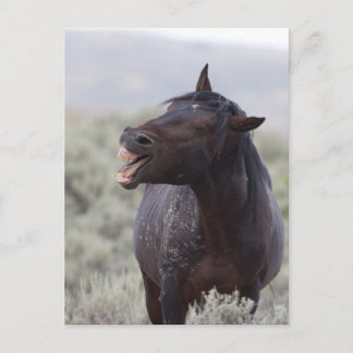 Carte Postale Cheval de rire