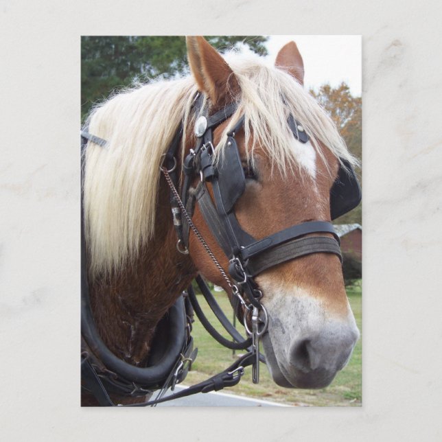 Carte Postale Cheval de trait (Devant)