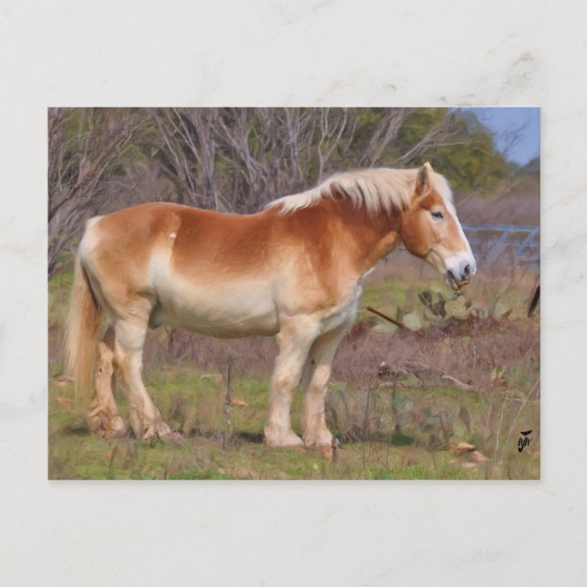 Carte Postale Cheval de travail à Hill Country (Devant)