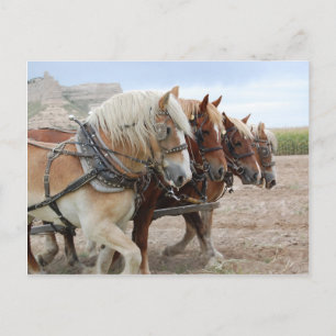 Carte Postale Cheval de travail américain
