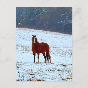 Carte Postale Cheval debout dans la neige