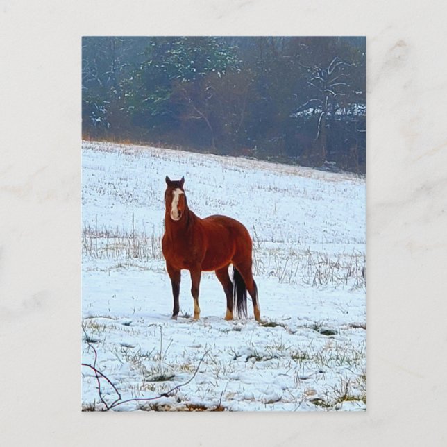 Carte Postale Cheval debout dans la neige (Devant)