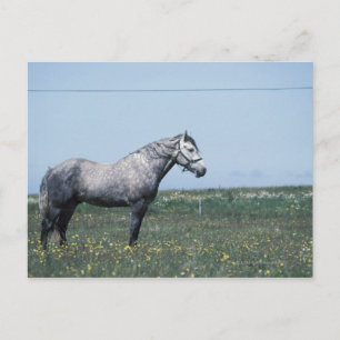 Carte Postale Cheval debout dans le champ
