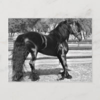 Cheval d'étalon noir