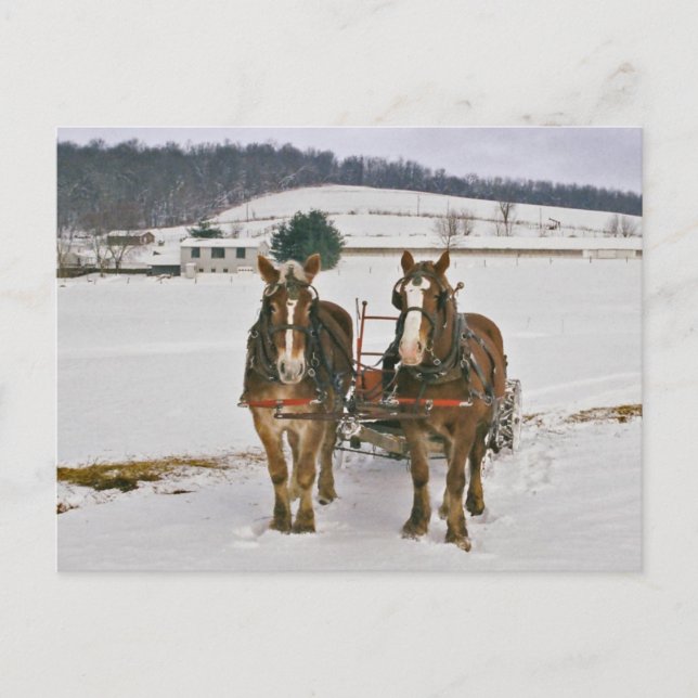 Carte postale Cheval d'hiver Amish (Devant)