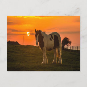 Carte Postale Cheval du coucher du soleil
