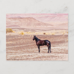Carte Postale Cheval du désert P8664