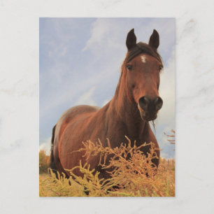 Carte Postale Cheval du quart