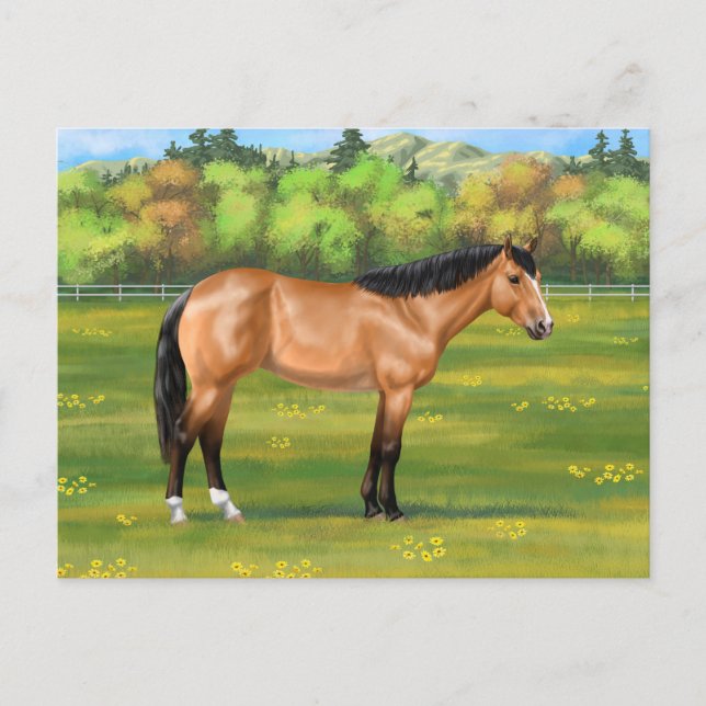 Carte Postale Cheval du Quartier des Dun Buckskin (Devant)