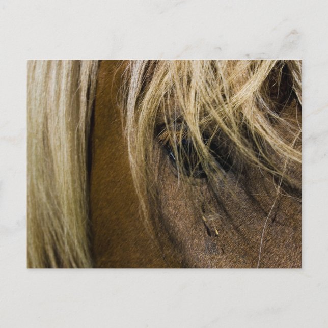 Carte Postale Cheval émotionnel (Devant)