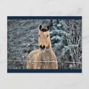 Carte Postale Cheval en peau de seau hiver