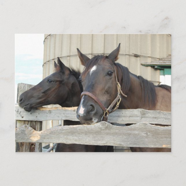 Carte Postale Cheval et Pony (Devant)