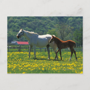 Carte Postale Cheval et son poulain debout dans un champ