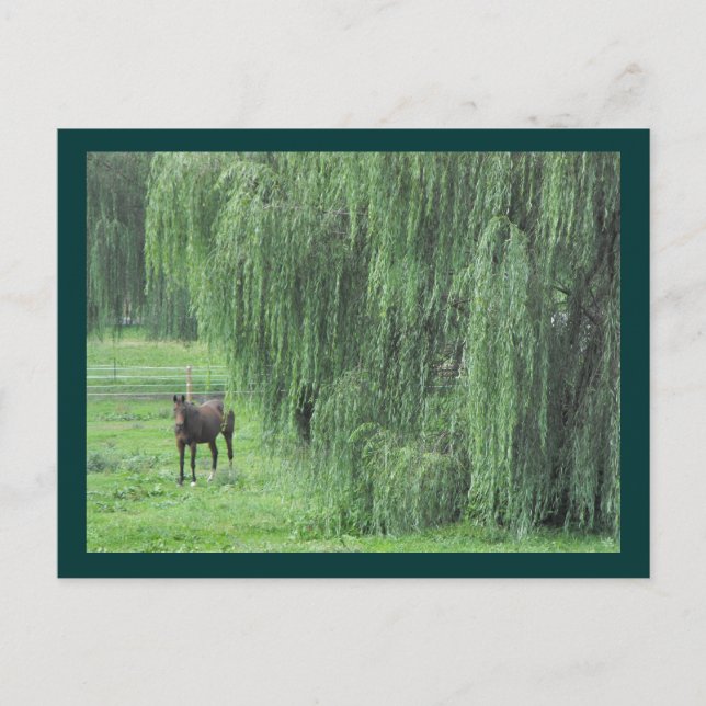 Carte Postale ~ Cheval et un saule ~ (Devant)