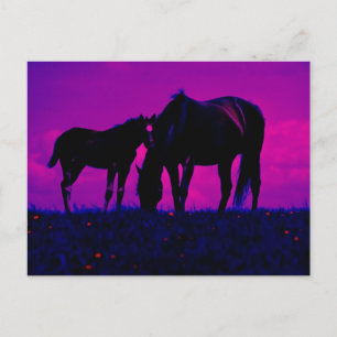 Carte Postale Cheval & Filly