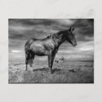 Carte postale Cheval foncé