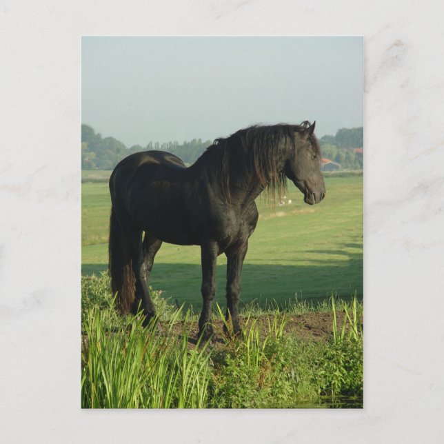 Carte Postale Cheval frison (Devant)