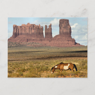 Carte Postale Cheval Grading, Vallée du Monument, UT