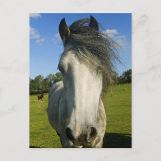 Carte Postale Cheval gris