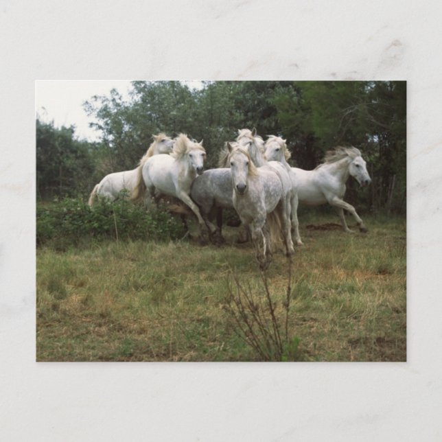 Carte Postale Cheval Gris (Devant)