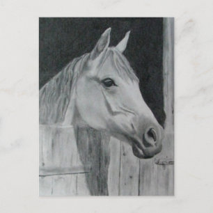 Carte Postale Cheval gris