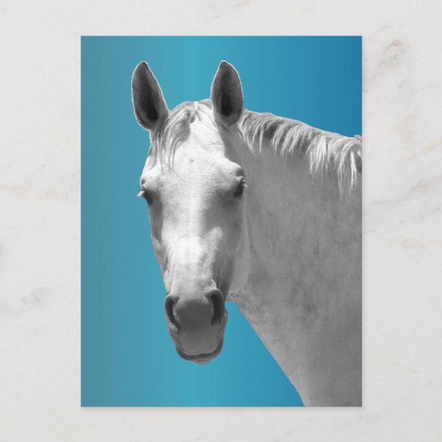 Carte Postale Cheval gris pomme (Devant)