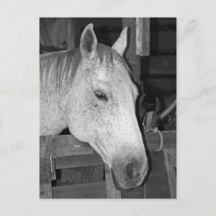Carte Postale Cheval gris vieux