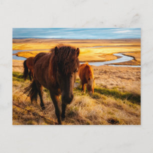 Carte postale Cheval Hello
