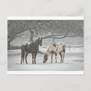 Carte Postale cheval hiver neige ferme ranch animaux enneigés ge