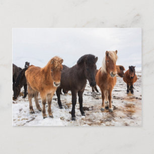 Carte Postale Cheval islandais en hiver en Islande