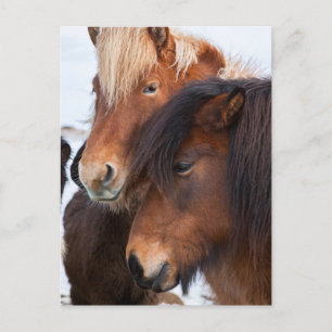 Carte Postale Cheval islandais en hiver en Islande