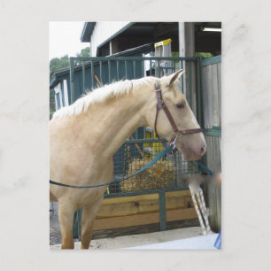Carte Postale Cheval jaune