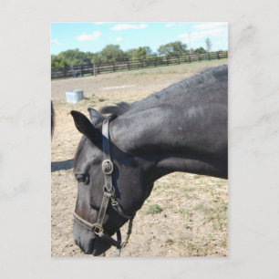 Carte Postale Cheval Lover