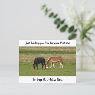 Carte Postale Cheval mignon "Je te manque" dit Hi Post Card