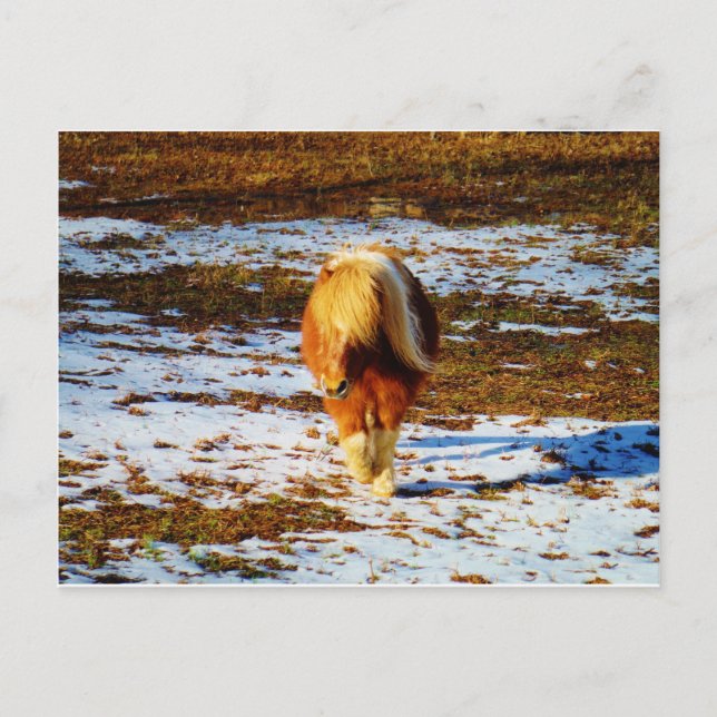 Carte Postale Cheval miniature Brown et crème dans la neige. (Devant)