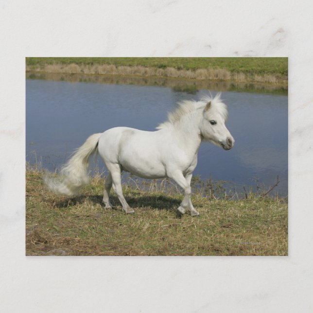 Carte Postale Cheval Miniature Courant Près De L'Eau (Devant)