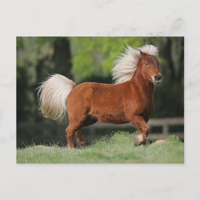 Carte Postale Cheval miniature debout (Devant)