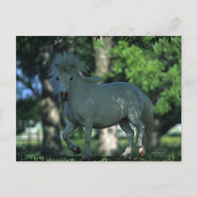 Carte Postale Cheval miniature se tenant dans les arbres (Devant)