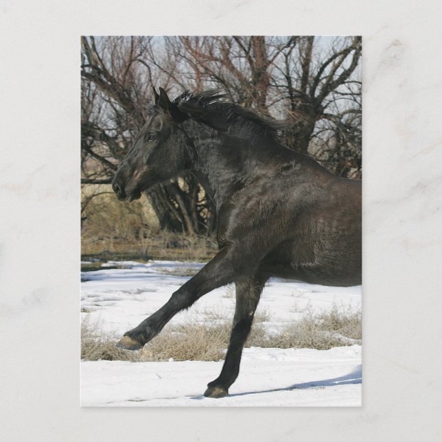 Carte Postale Cheval Mustang sauvage dans la neige 2 (Devant)