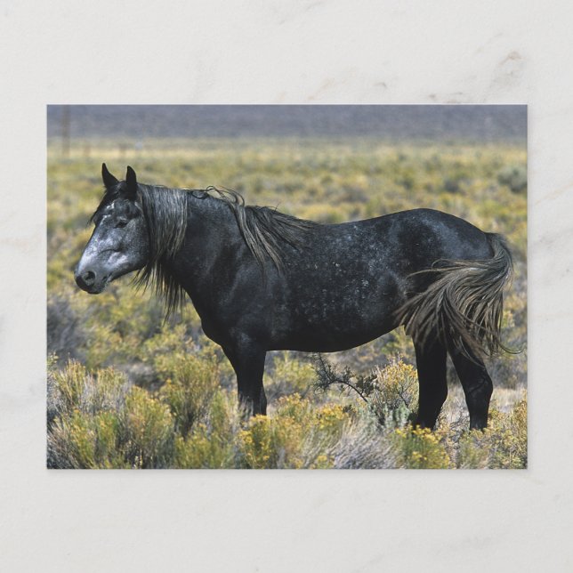 Carte Postale Cheval Mustang sauvage dans le désert (Devant)