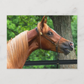 Carte Postale Cheval National Show