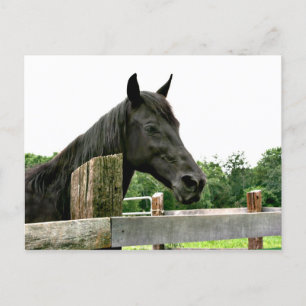 Carte Postale Cheval noir