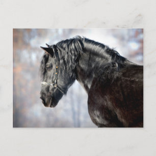 Carte Postale Cheval noir en forêt