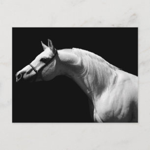 Carte Postale Cheval noir et blanc