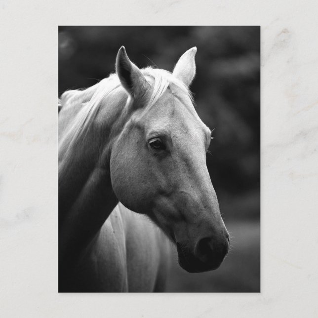 Carte Postale Cheval noir et blanc (Devant)
